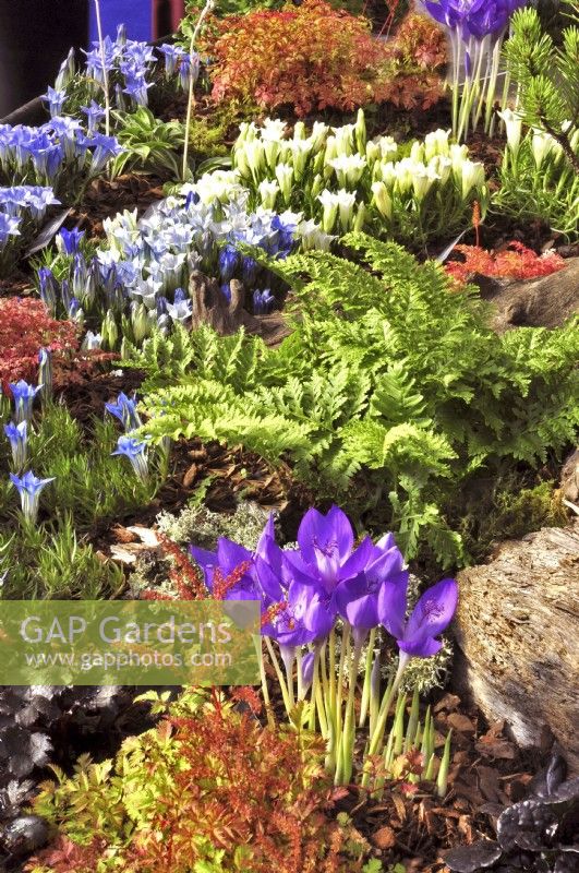 Autumnal border with plants on the bark-covered ground in woodland garden including: Crocus banaticus, Polypodium vulgare 'Cornubiense', Aruncus aethusifolius,  Gentiana 'White Sapphire Strain', Gentiana Purity. October



