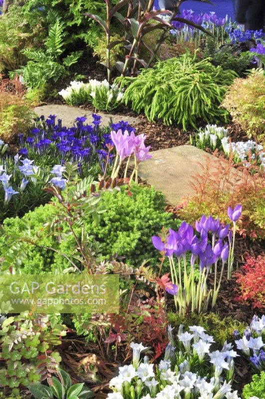 Autumnal border with plants on the bark-covered ground in woodland garden including:  Crocus banaticus, Sorbus reducta, Gentiana 'White Sapphire Strain', Cryptomeria japonica 'Spiralis', Colchicum, Juniperus, Polypodium.  October
