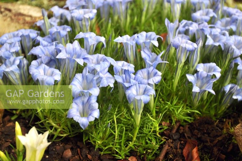 Gentiana 'Strathmore', large pale blue trumpets. October

