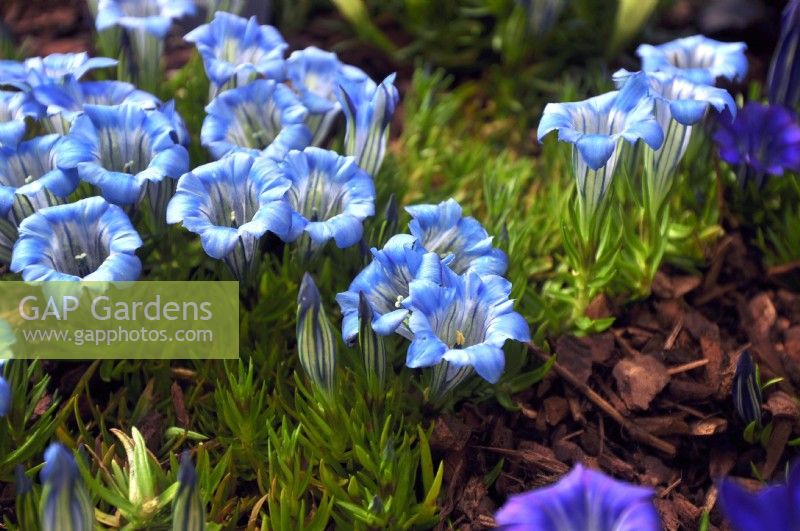Gentiana 'Iona', 'Autumn Gentian', sky-blue flowers, compact plant. October

