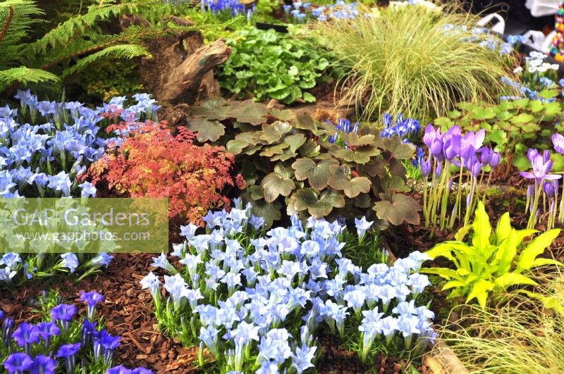 Autumnal border with plants on the bark-covered ground in woodland garden planted with: Gentiana 'Strathmore',  Polystichum polyblepharum, Aruncus aethusifolius, Saxifraga fortunei Black Ruby, Crocus banaticus, Hosta. October
