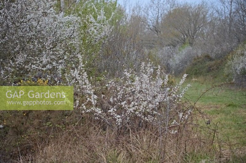 Dense thickets of Blackthorn - Prunus spinosa are perfect nesting habitats for Nightingales - Luscinia megarhynchos. Dorset, UK