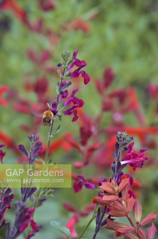 Common Carder Bumblebee - Bombus pascuorum feeding on Salvia