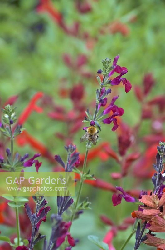 Common Carder Bumblebee - Bombus pascuorum feeding on Salvia