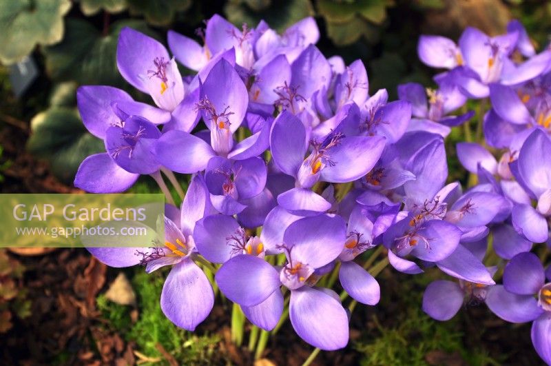 Crocus banaticus - Byzantine crocus, fall-blooming leafless Crocus. October