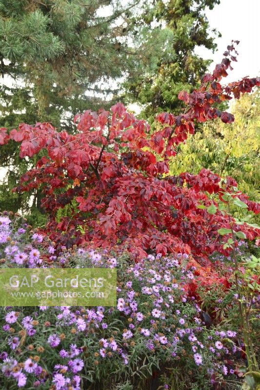 Parrotia persica - Persian ironwood with Aster in autumn garden. October