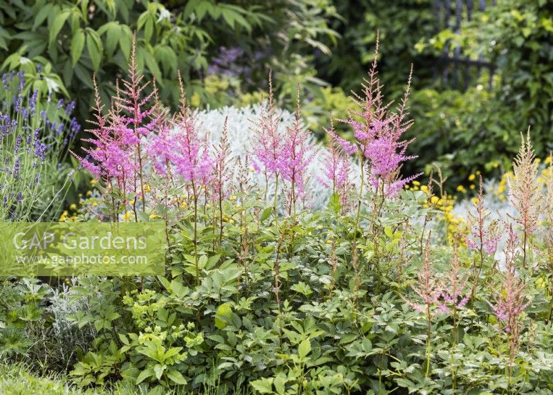 Astilbe japonica, summer August