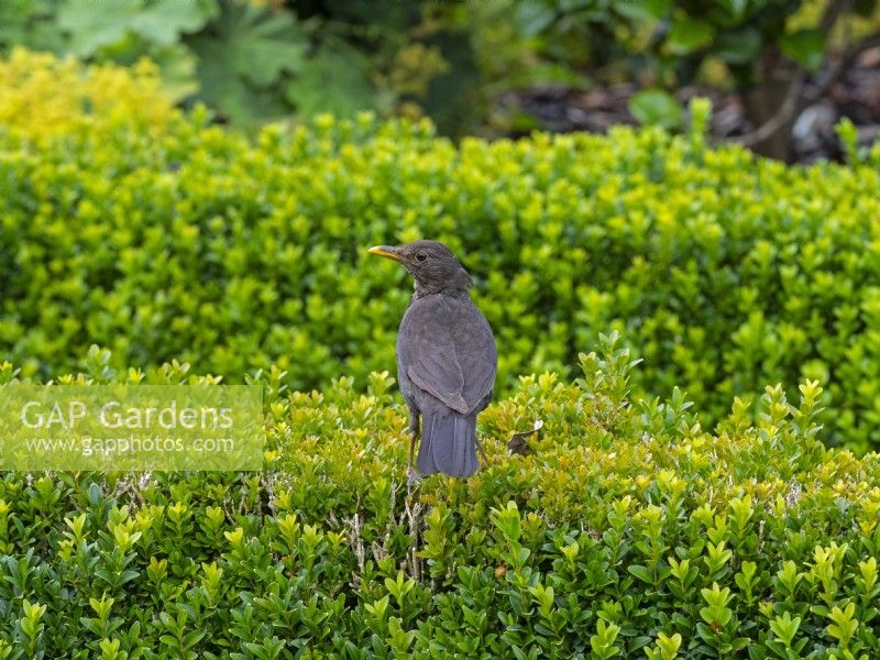 Female blackbird - Turdus merula perched on box hedge August Summer