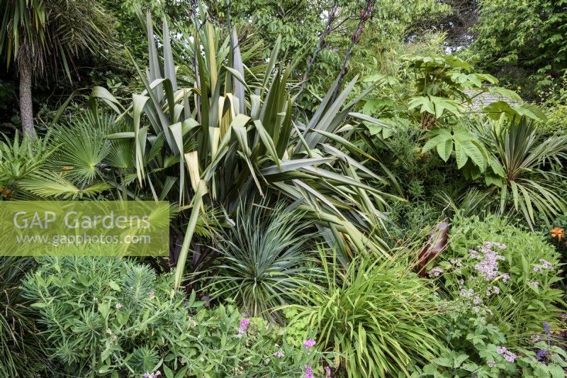 Border of architectural foliage plants in a July garden including phormiums, palms and Tetrapanax papyrifer 'Rex'.