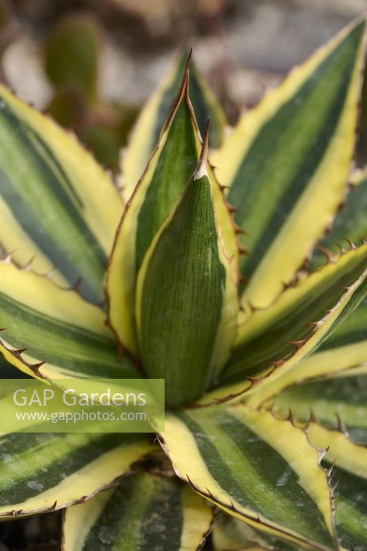 Agave univittata 'Quadricolor' syn. Agave lophantha 'Quadricolor'