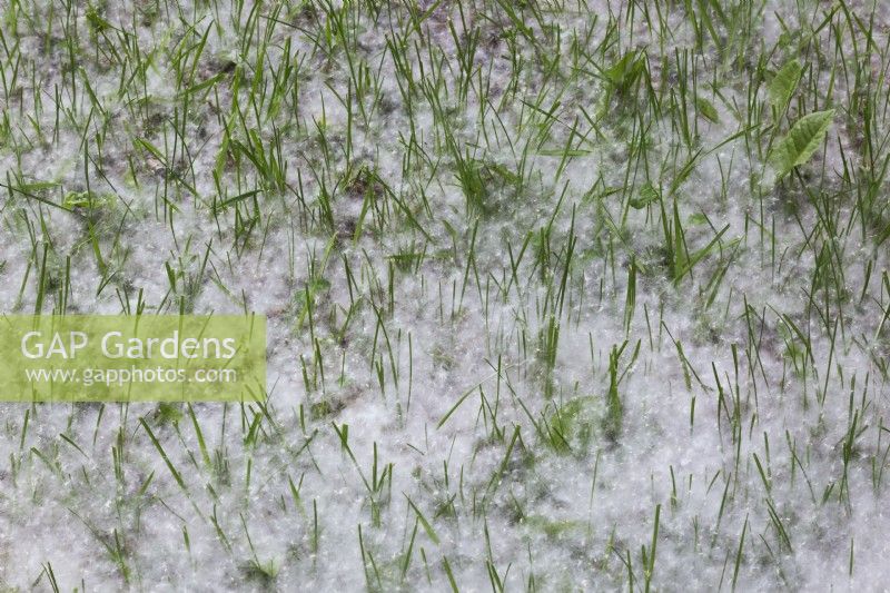 Released windblown Taraxacum officinale - Dandelion seeds accumulated on grass lawn in spring.