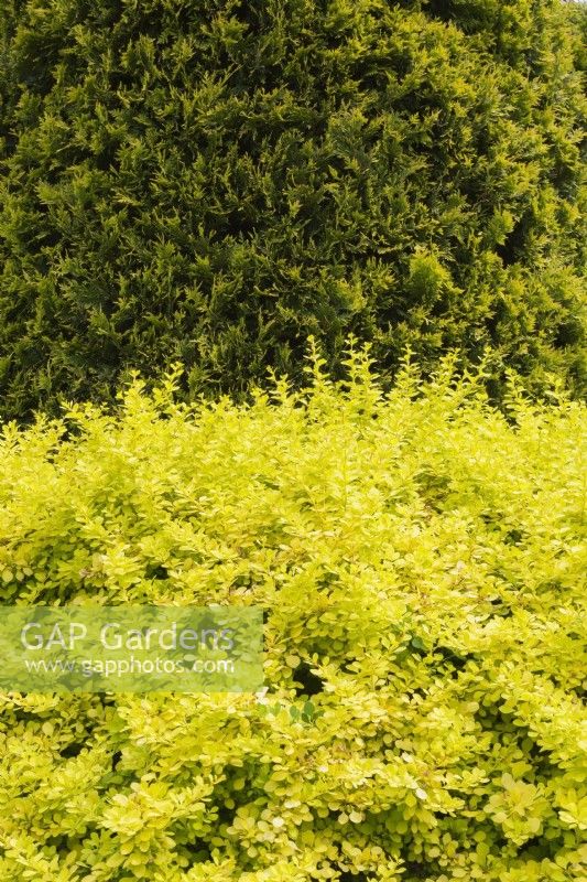 Berberis thunbergii  'Aurea' - Japanese Barberry shrub and Thuja occidentalis tree in spring.