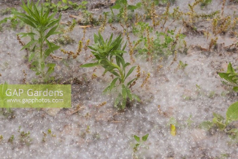 Released windblown Taraxacum officinale - Dandelion seeds accumulated around young plants growing in border in spring.