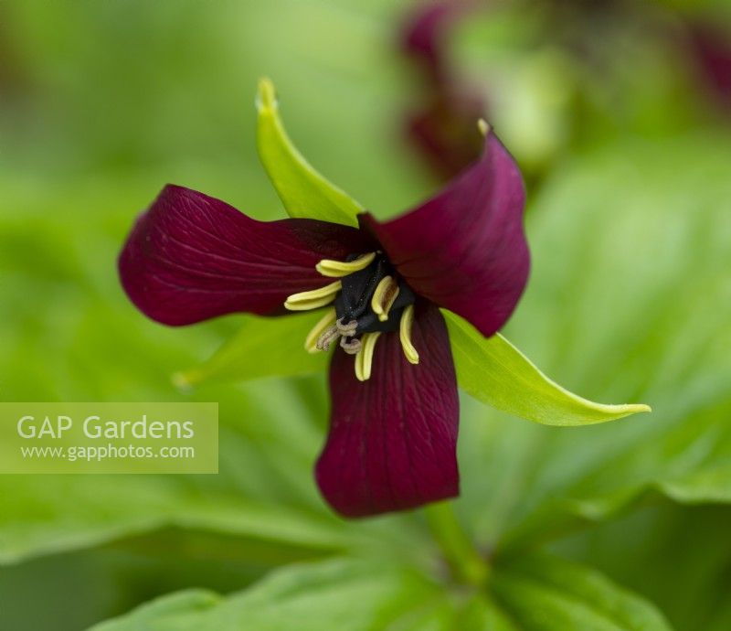 Trillium sulcatum - Wood Lily  in the Crathes Castle Walled Garden