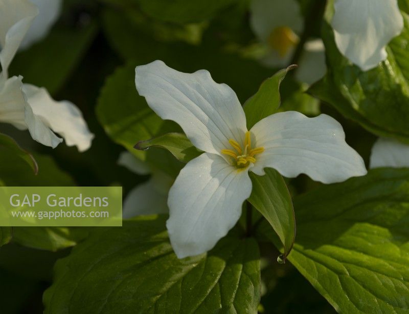 Trillium grandiflorum 'Roseum'