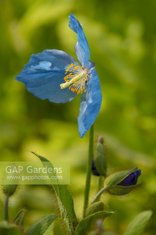 Meconopsis - Himalayan Blue Poppy