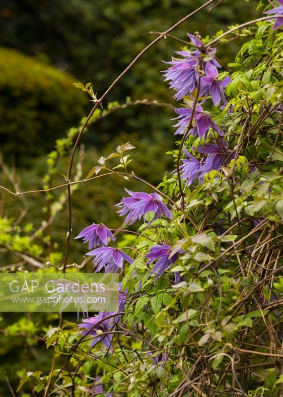 Clematis on a stone pillar in the Crathes Castle Walled Garden.