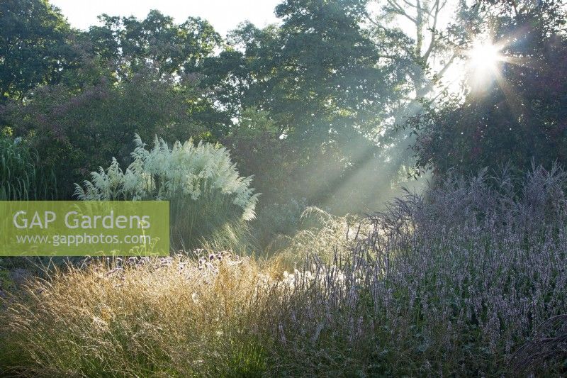 Early morning sunbeams lighting Verbena bonariensis in a perennial border at Knoll Gardens in Dorset.