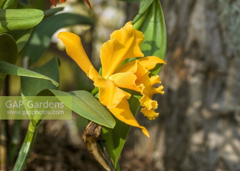 Cattleya Lemon Tree, autumn October