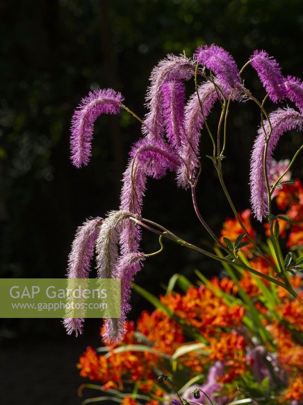 Sanguisorba hakusanensis 'Lilac Squirrel' and  Montbretia in the background Summer August