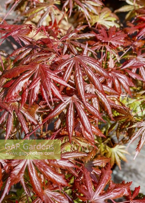 Acer palmatum Trompenburg