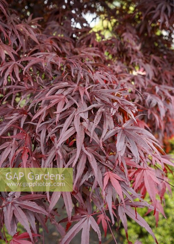 Acer palmatum Roter Stern, spring May