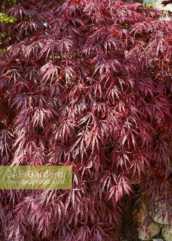 Acer palmatum Red Dragon, spring May