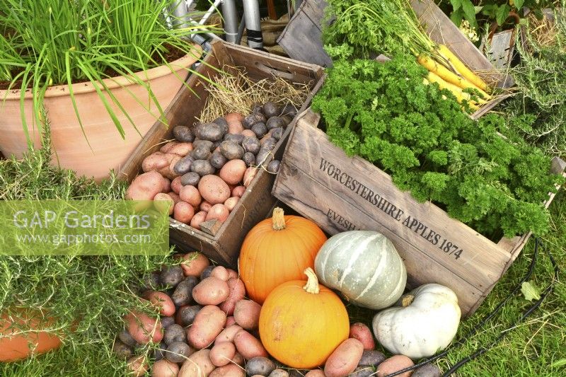 Display of harvested produce in variety of containers included: rosemary, parsley, mixed winter squash, potatoes.