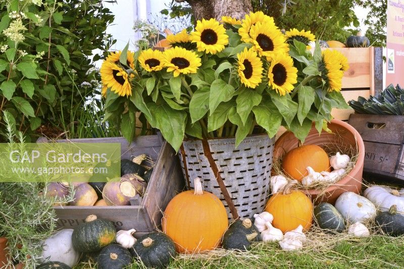  Display of harvested produce in variety of containers included: mixed pumpkins, a bouquet of sunflowers.