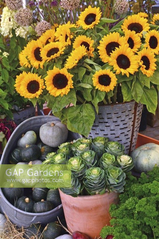 Display of harvested produce in variety of containers included: mixed winter squash, a bouquet of sunflowers and ornamental cabbages.