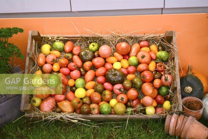 Wooden crate of harvested tomatoes of many different varieties .