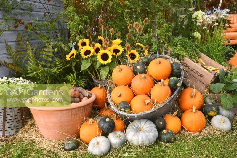  Display of harvested pumpkins and other winter squash in variety of containers included:  potatoes. bouquet of sunflowers, Dipsacus sativus.