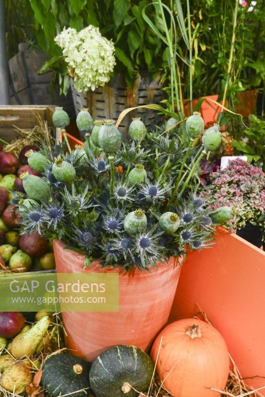 Display of harvested cut flowers: poppy heads and Eryngium .