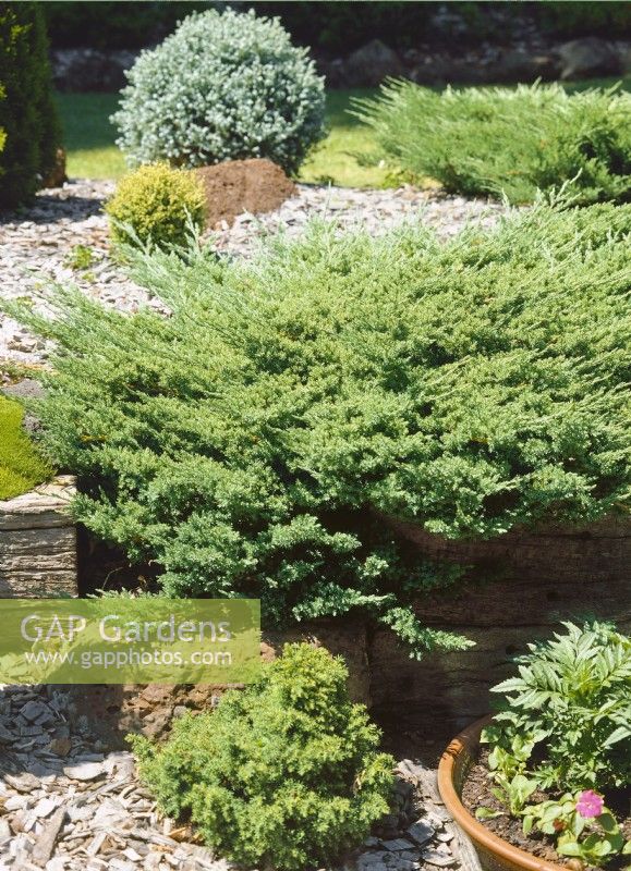 Cryptomeria japonica Globosa Nana, spring March