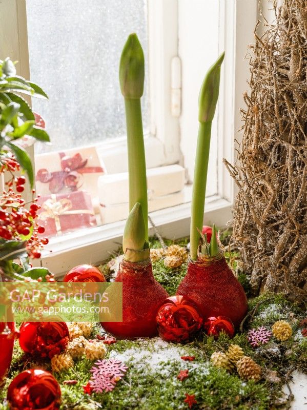 Christmas decoration with Amaryllis, winter December