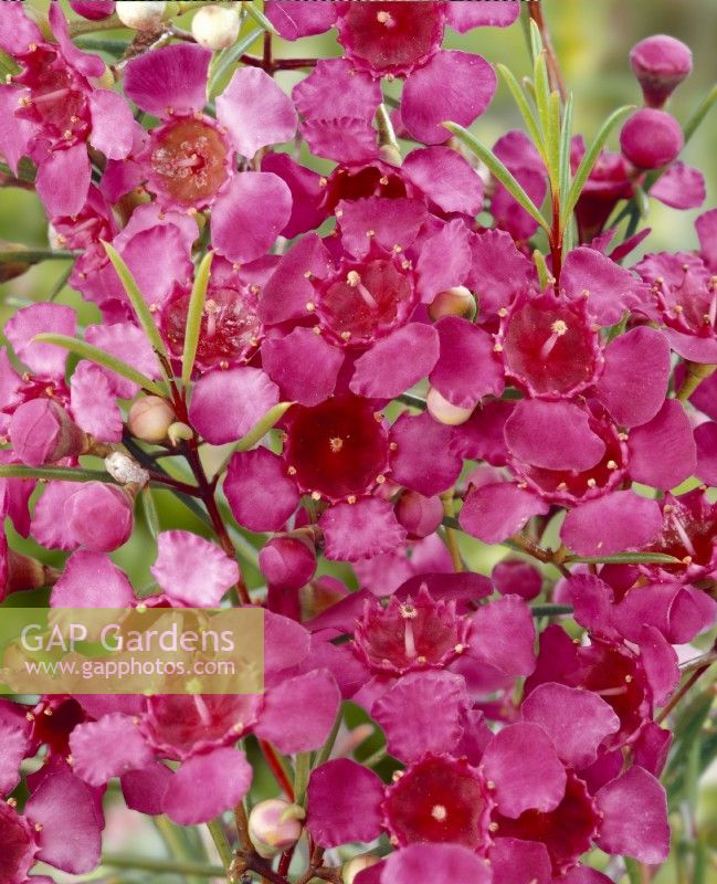 Chamelaucium uncinatum Burgundy Blush, winter January