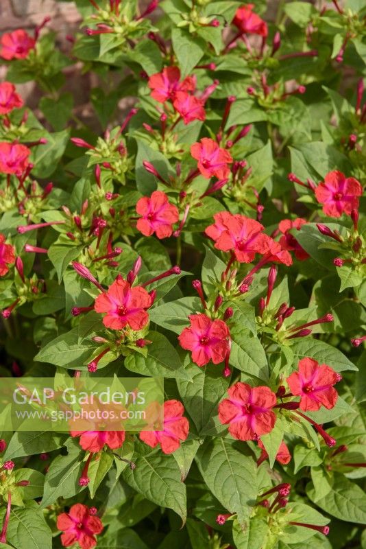 Mirabilis jalapa