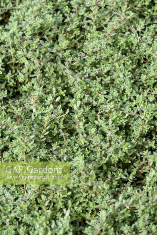 Thymus ciliatus - Thyme used as lawn substitute