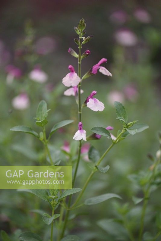 Salvia 'Crazy Dolls' in August