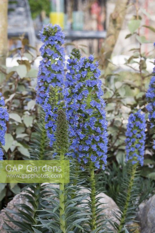 Echium candicans - RHS Malvern Spring Festival 2023 - The Home Away Garden - Designer Emily Crowley-Wroe