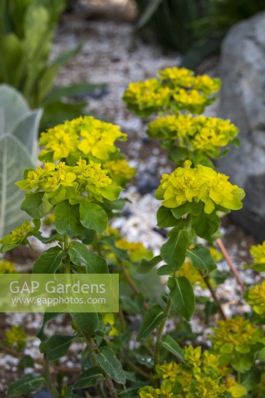 Euphorbia epithymoides - RHS Malvern Spring Festival 2023 - The Home Away Garden - Designer Emily Crowley-Wroe