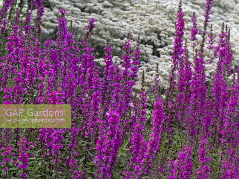 Lythrum virgatum 'Dropmore Purple' and  Castroviejo frigida  Corsican Everlasting  in the background of garden border