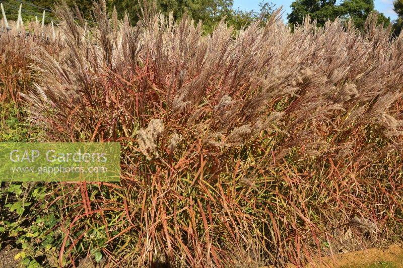 Autumnal Miscanthus sinensis 'Ferner Osten'.