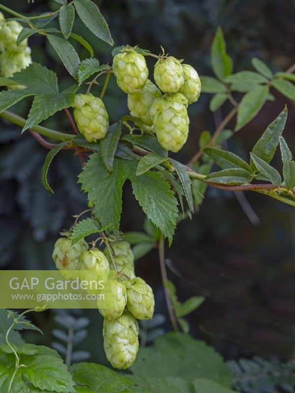 Humulus lupulus hop plant Early September Late Summer