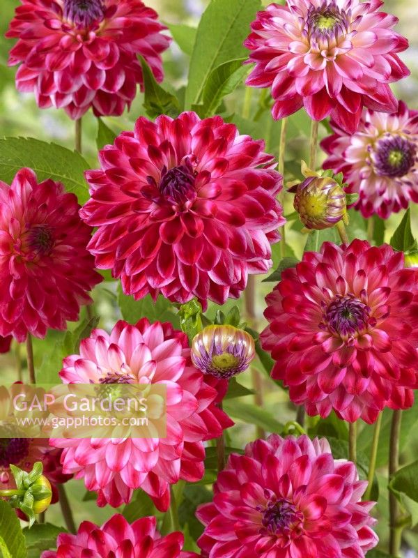 Dahlia Decorative Senior's Dream, autumn October