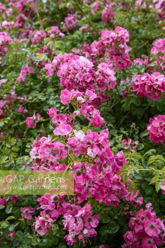 Rosa 'American Pillar' Van Fleet, 1902