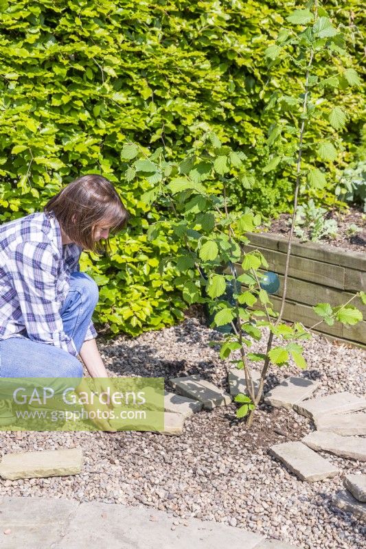 Woman placing small stone tiles in a ring around Hazel 'Webs Prize Cob' 