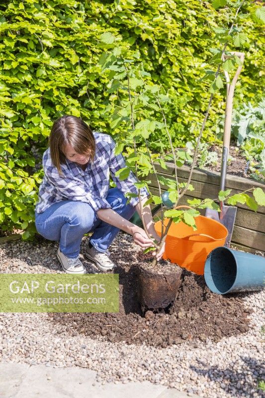 Woman planting Hazel 'Webs Prize Cob' 