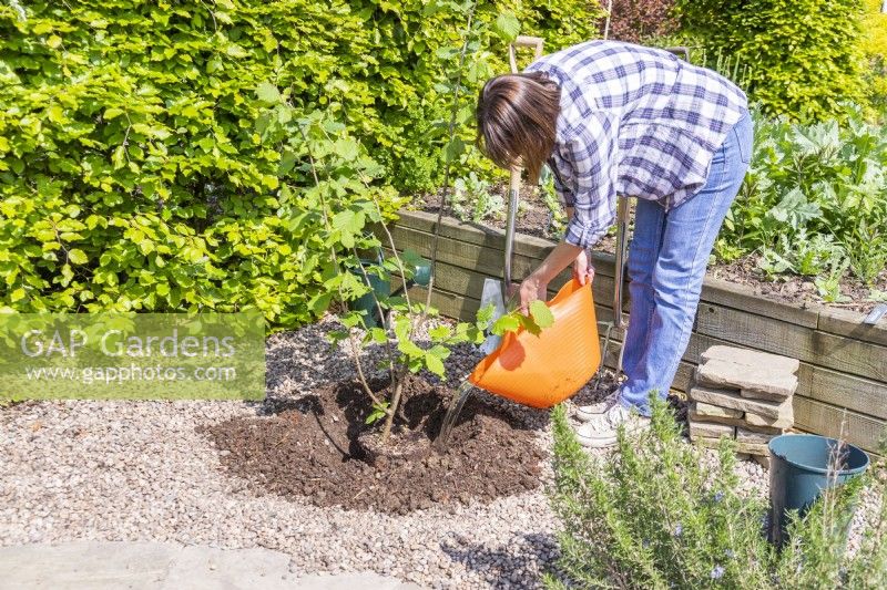 Woman pouring water in with the newly planted Hazel 'Webs Prize Cob' 