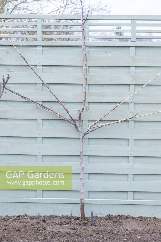 Fig - Ficus planted against a fence being trained to grow in a fan shape